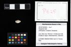 Foto (Objekt + Etikett) von Decapoda indet.  (NHMW-GEO-2014-0194-0625)